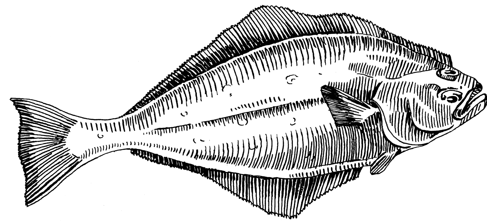 Halibut Cove Carpentry Logo